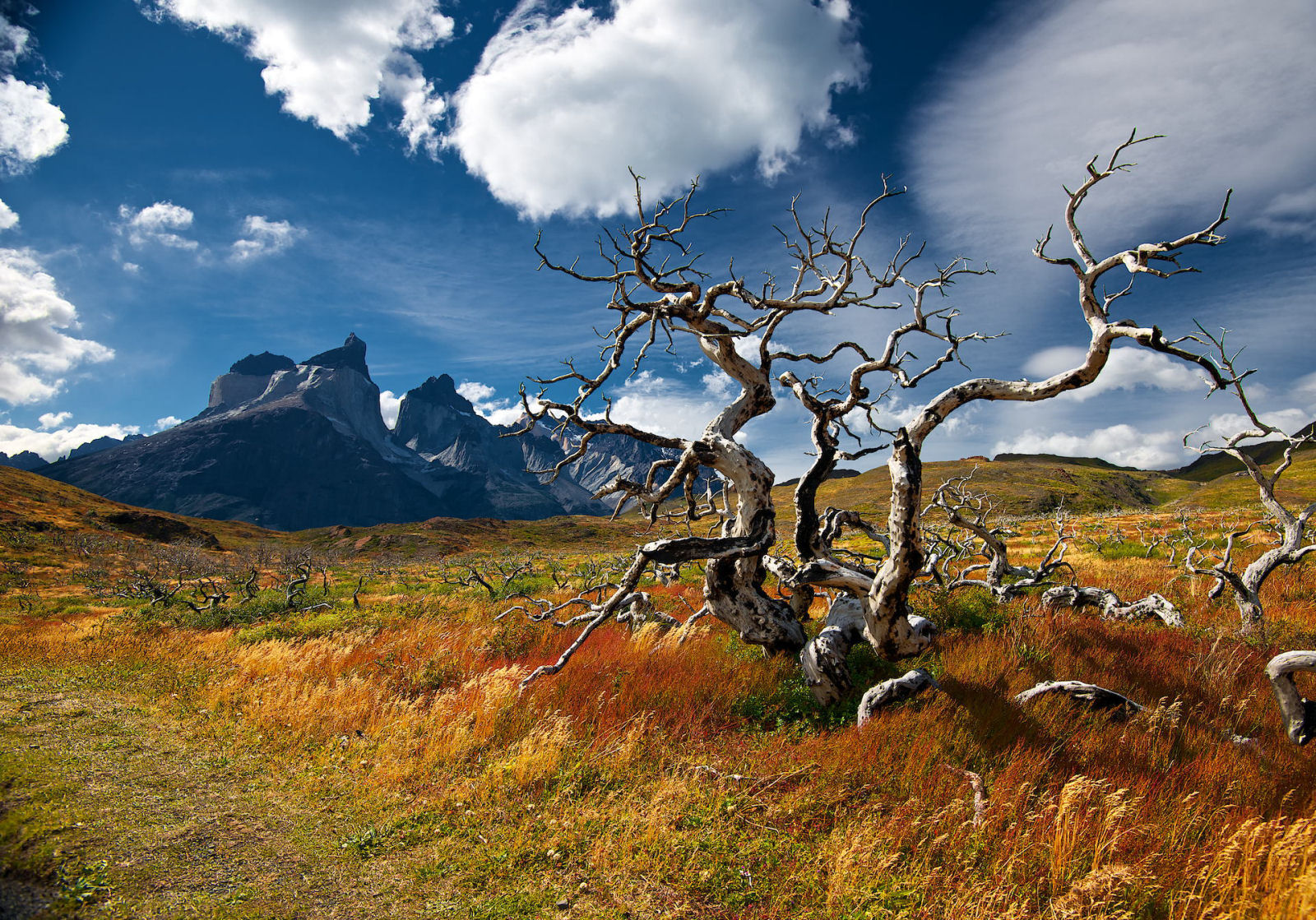 Árvores desidratada em Torres del Paine