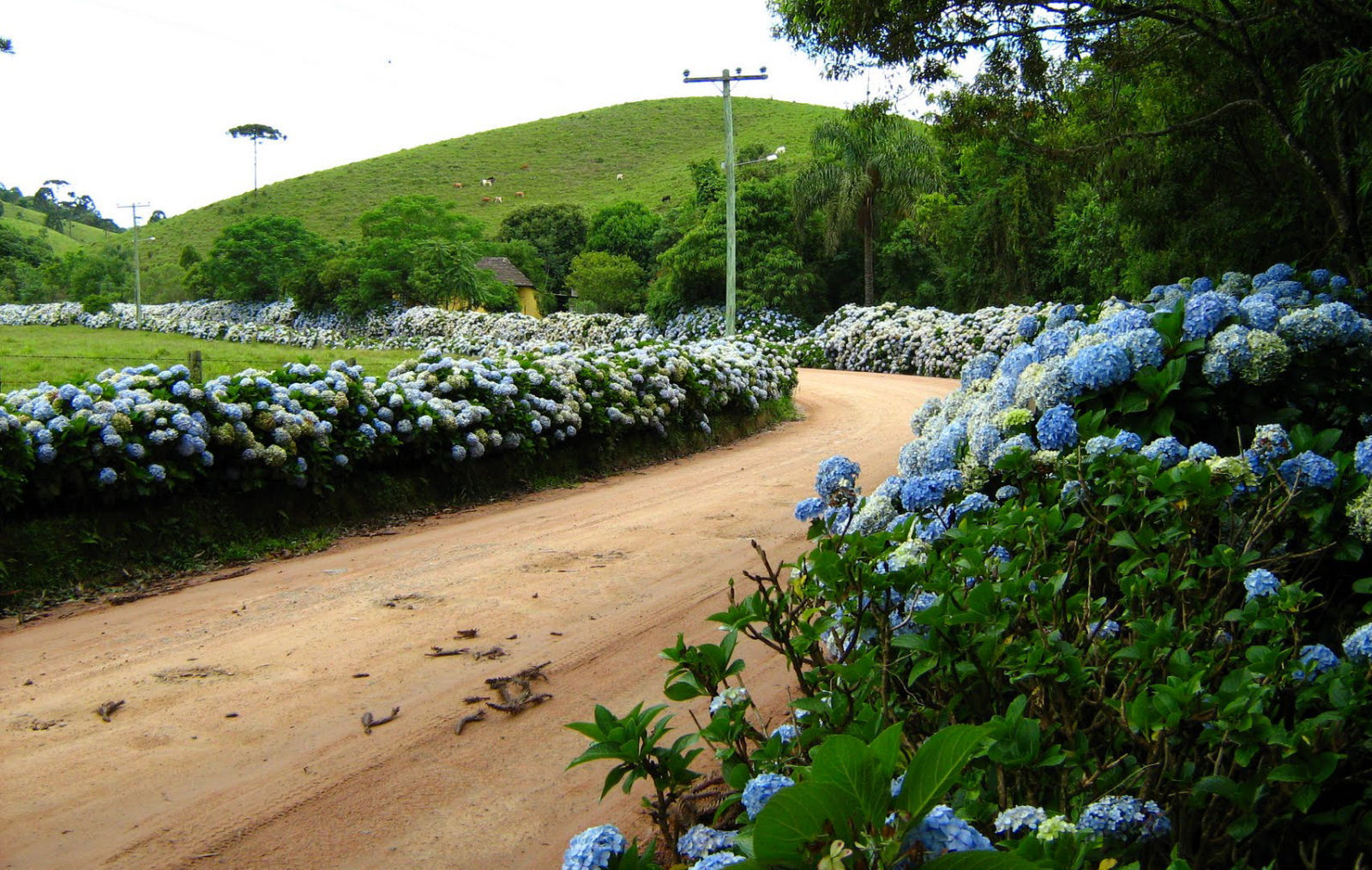 Caminho das Hortncias - Cedro Alto