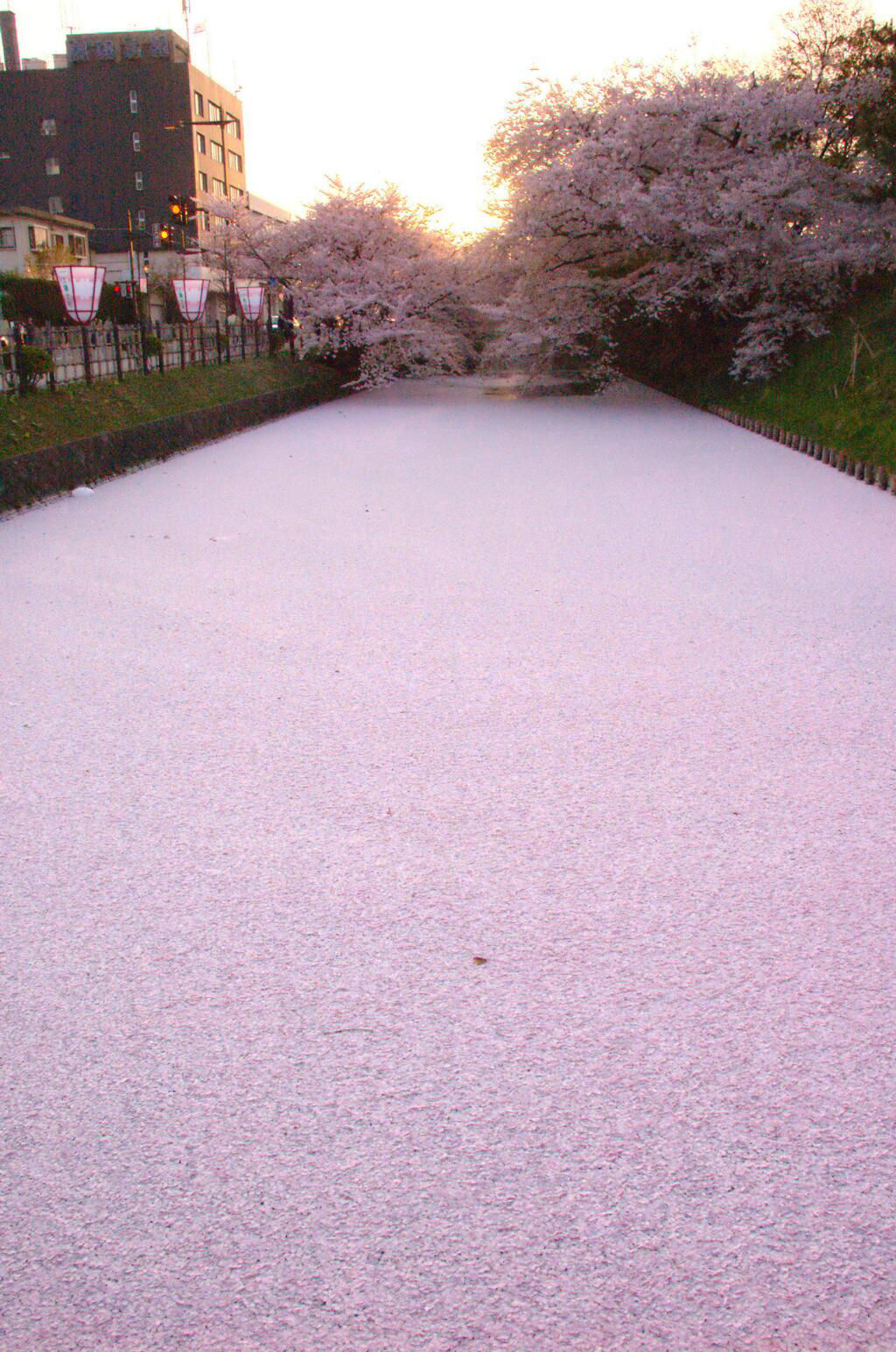 Mar de pétalas de Sakura