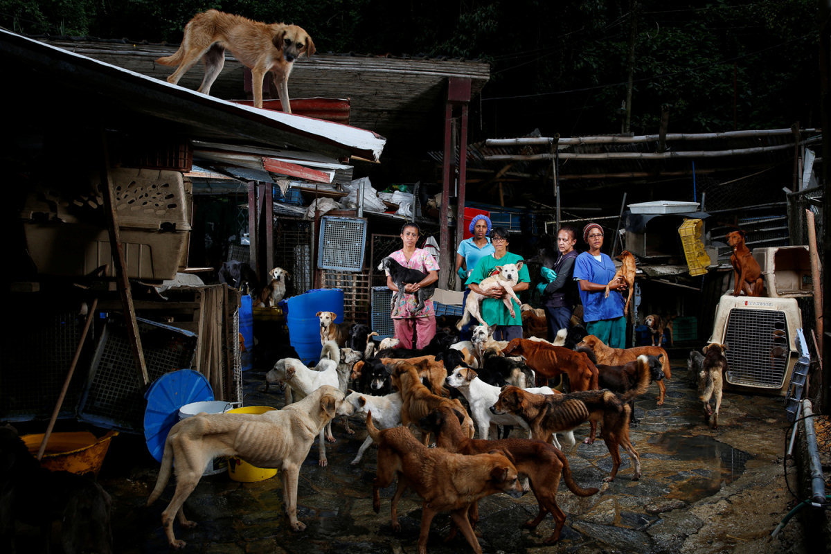  A escassez de alimentos est foraando muitos venezuelanos a abandonar seus animais de estimao