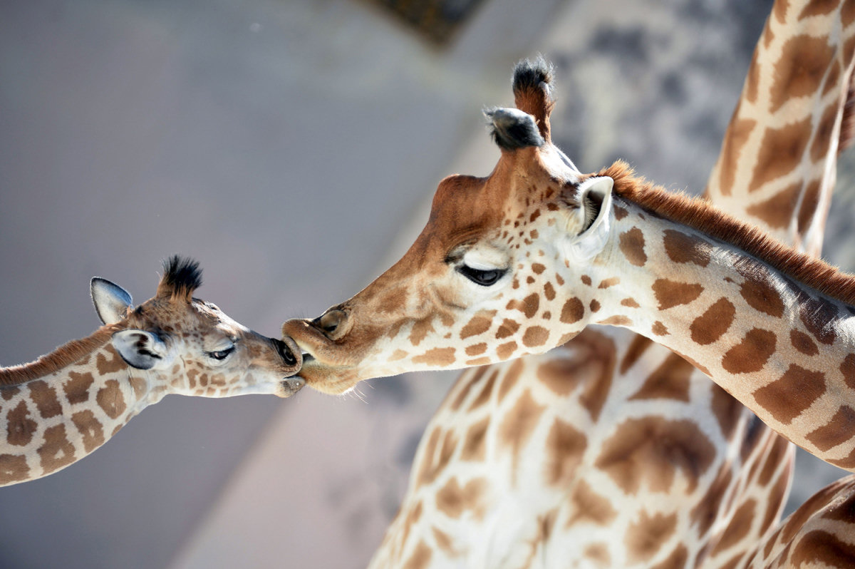  DNA revela que h 4 espcies de girafas, no uma
