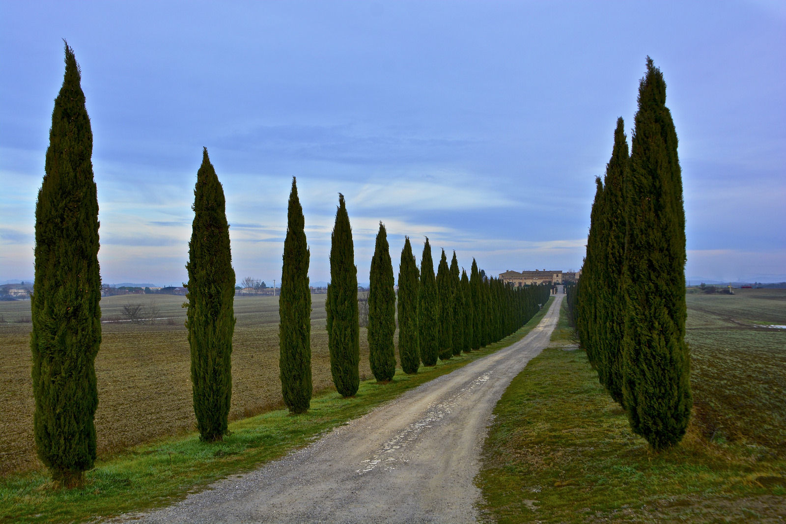 Ciprestes em Toscana