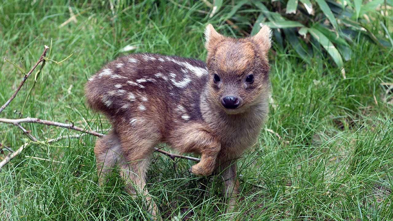 Este  o menor veadinho do mundo e nasceu em um zoo de Nova Iorque