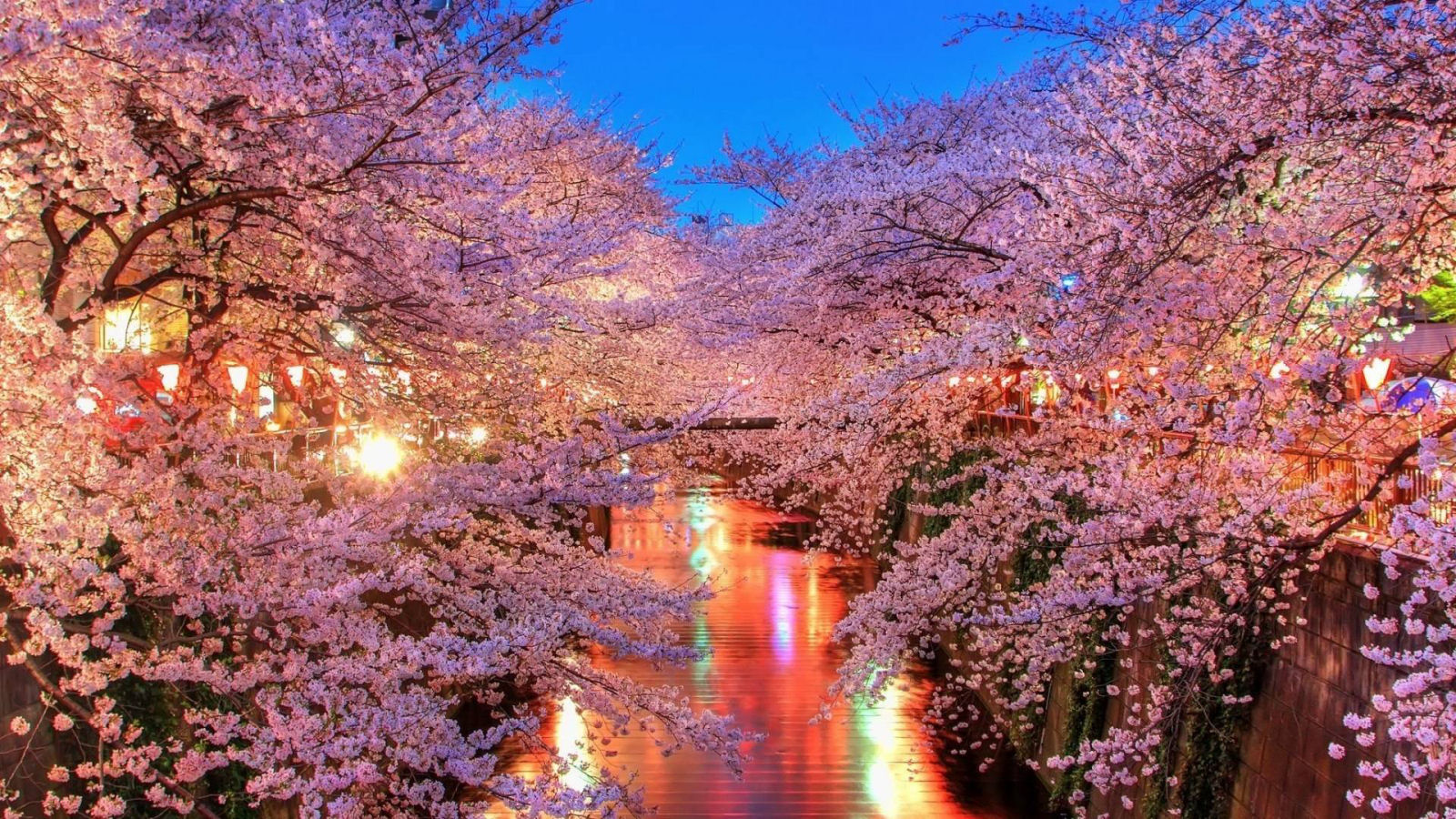 Flores de cerejeira no Japo