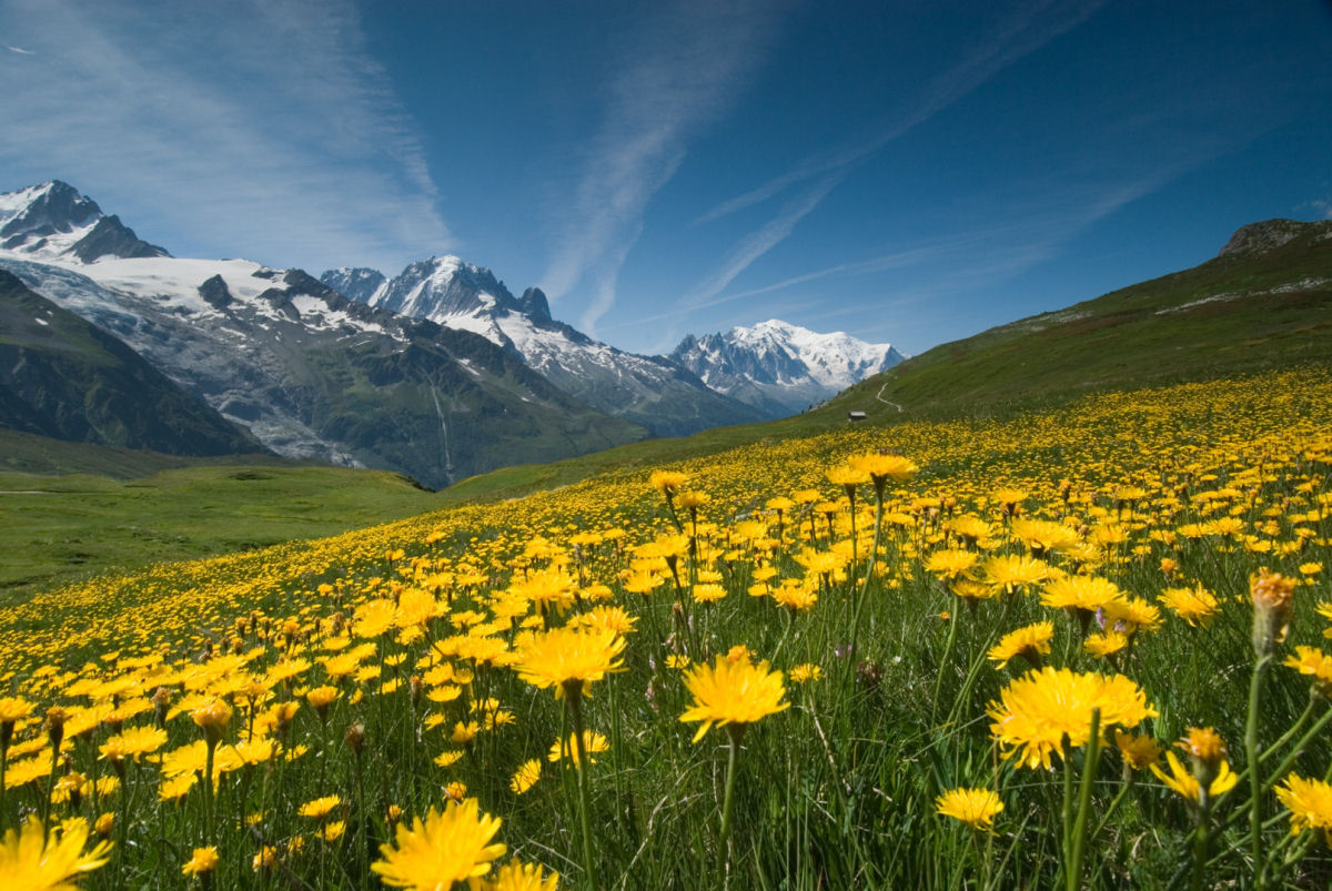 Prado de flores amarelas e montanhas
