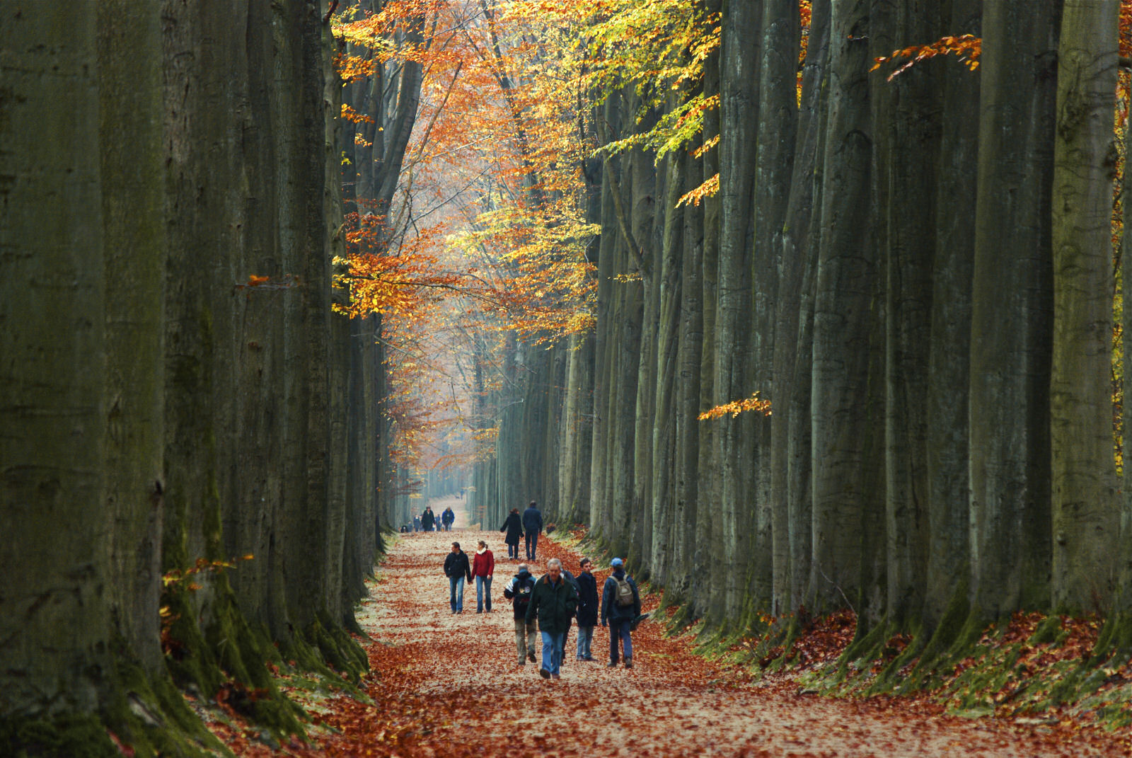 Andando entre gigantes