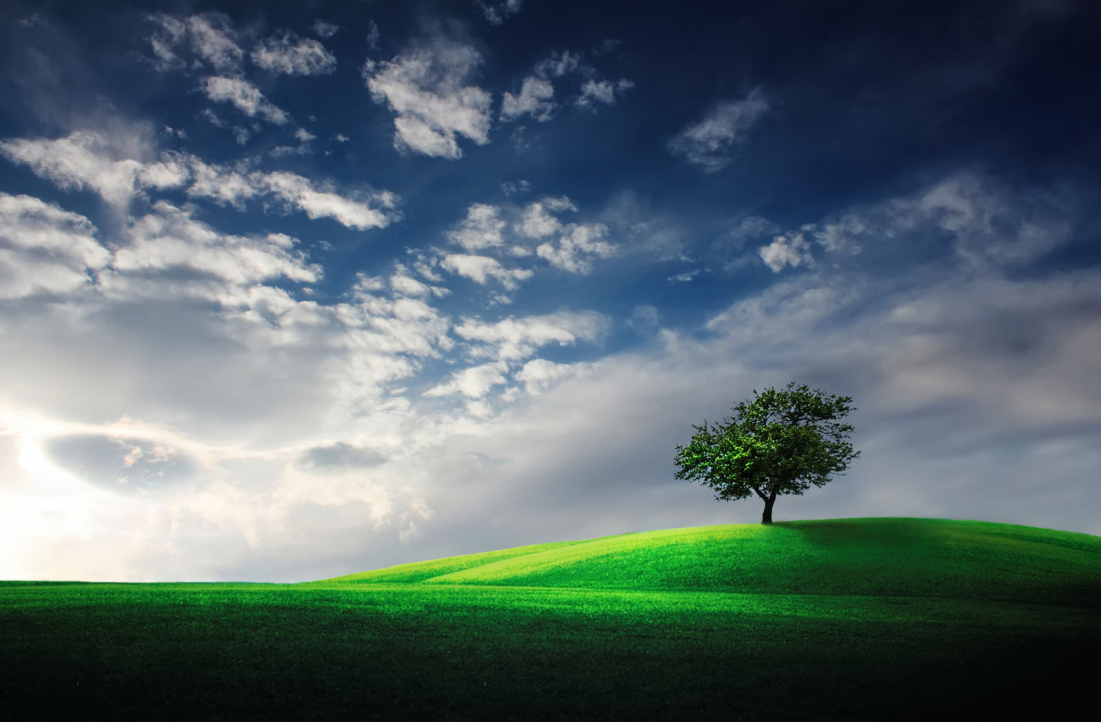 Windows XP Tree