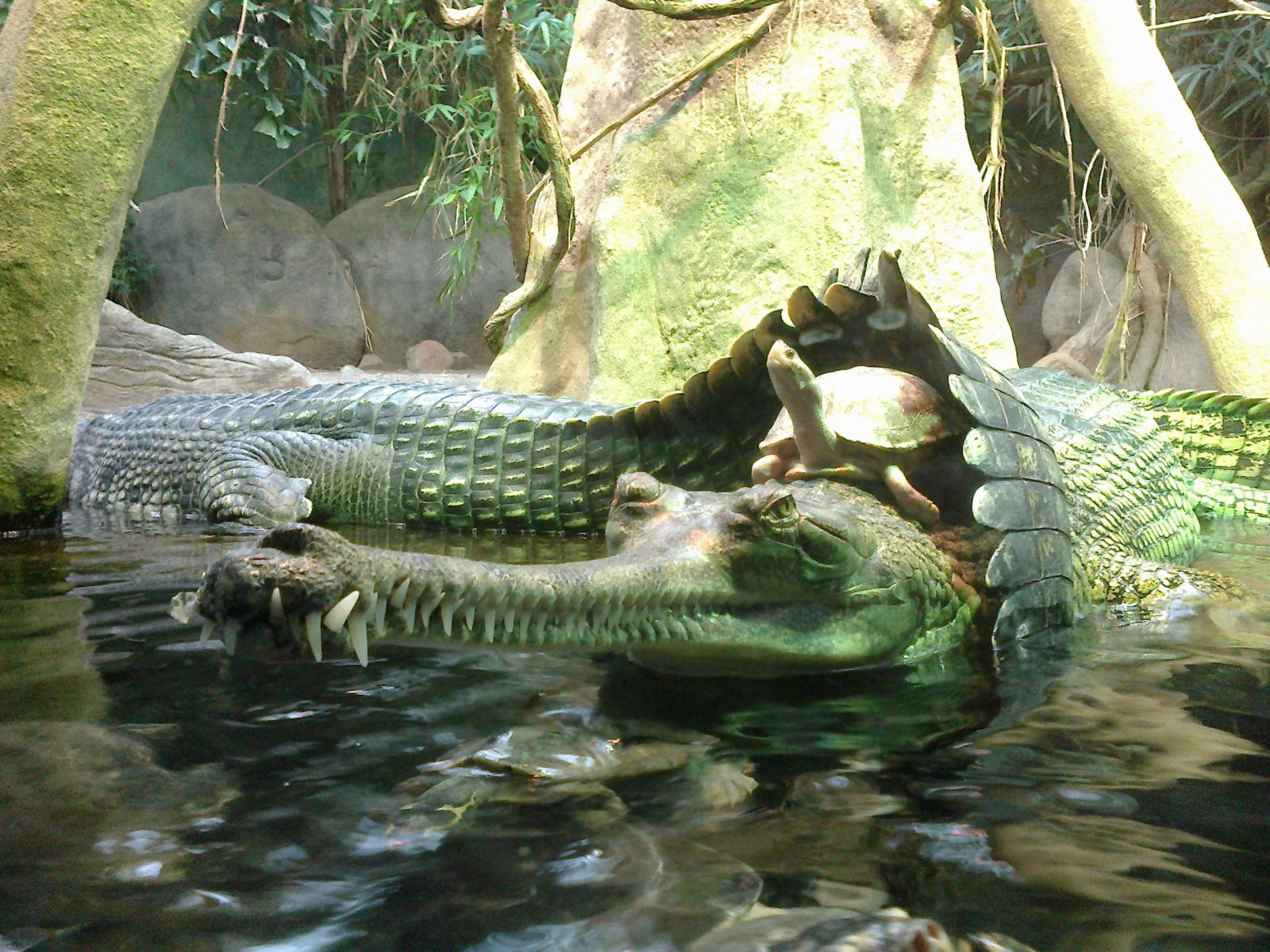 Apenas uma tartaruga passeando de crocodilo