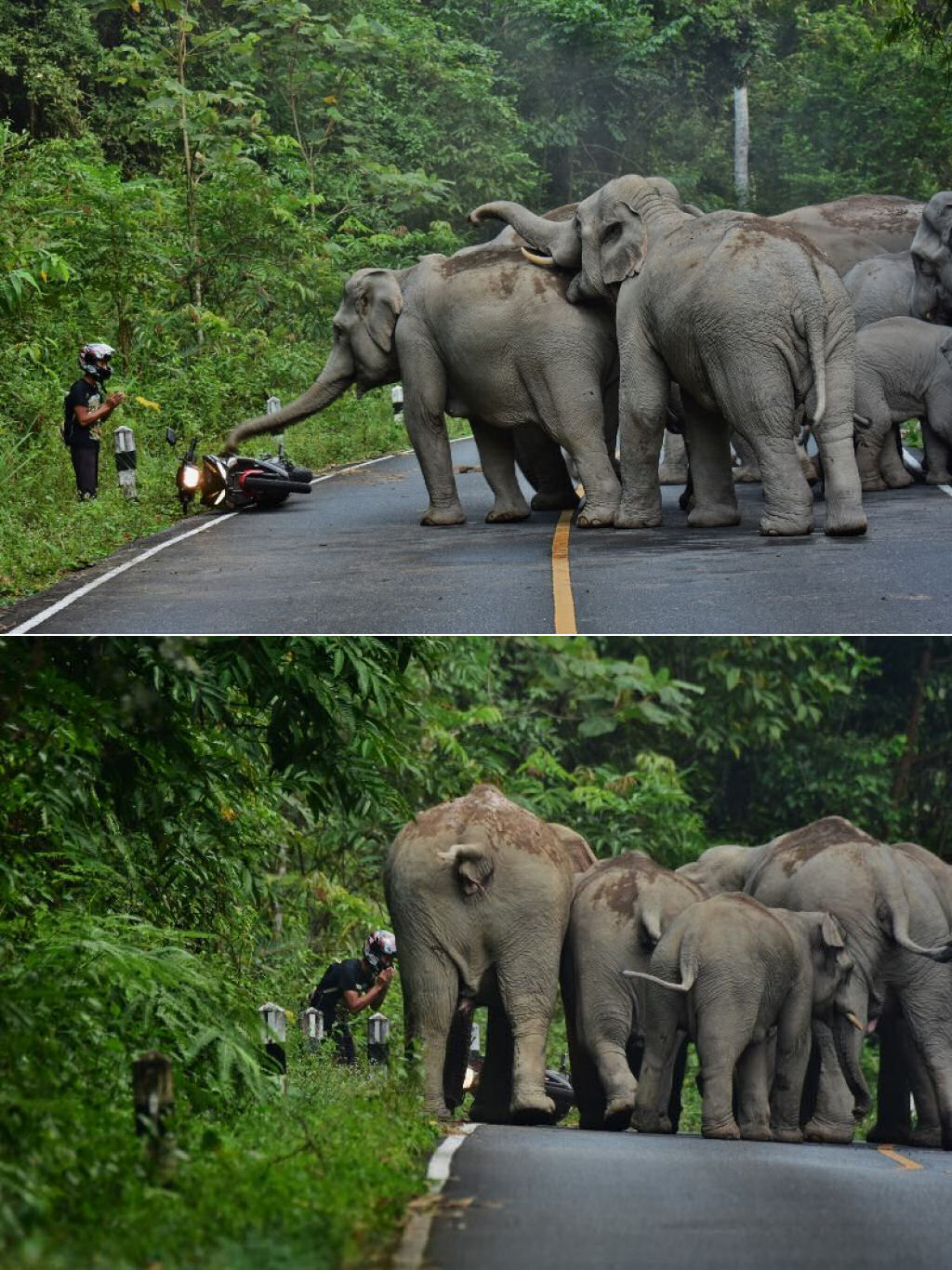 Homem pede desculpas a elefantes depois de perturb-los com sua scooter