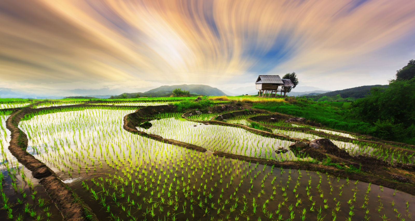 Terraos de arroz em Chiangmai, Tailndia