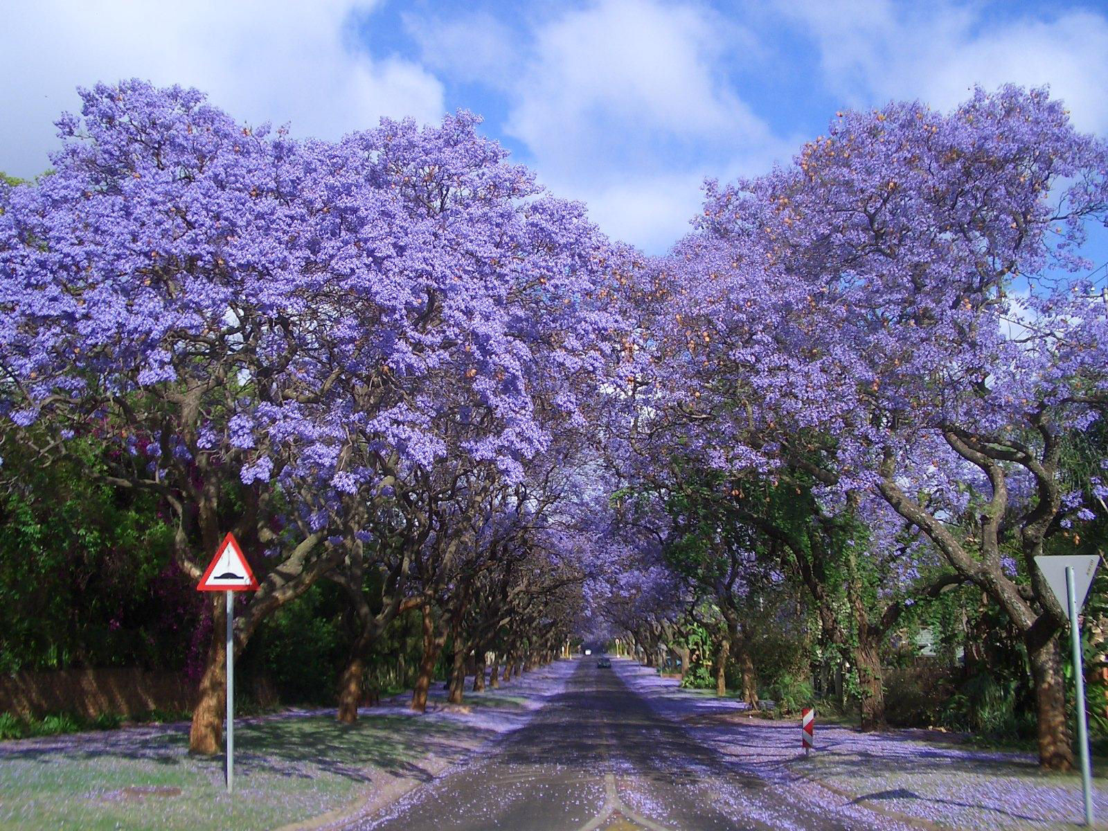 Bem-vinda Primavera