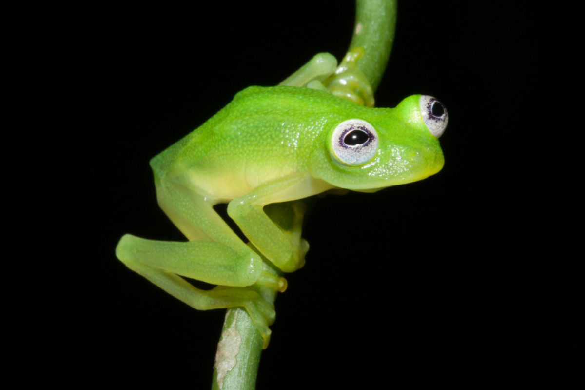 Pesquisador descobre Caco, o Sapo da vida real