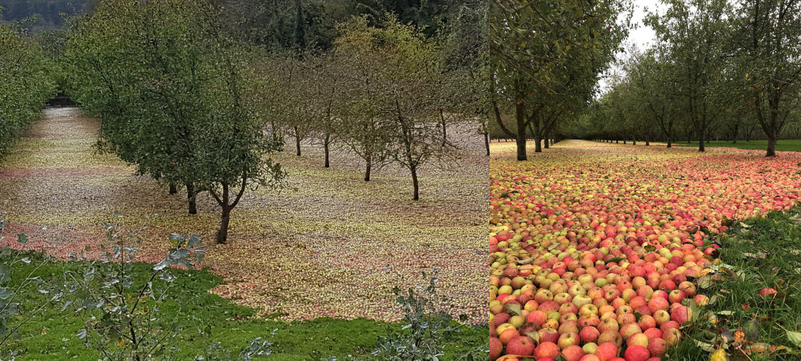 Vejam como ficou este pomar de macieiras após a passagem de Ofélia